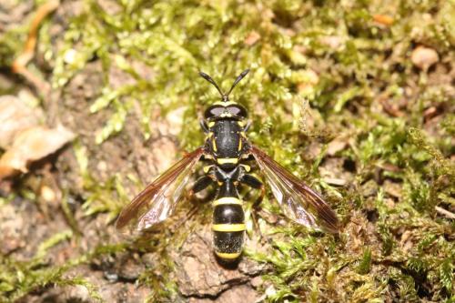 Réf. 359 087 : Sphiximorpha subsessilis